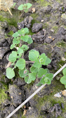 Veronica hederifolia