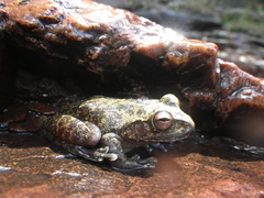 Veadeiros Tree Frog photo 2