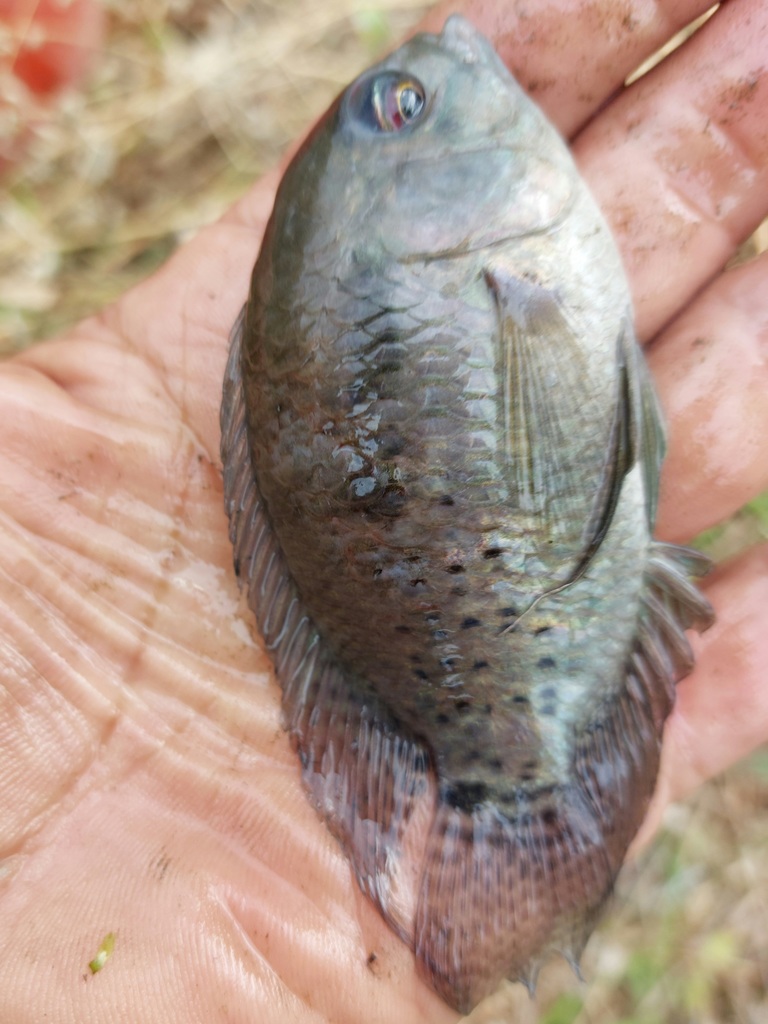 Orinoco Cichlasoma