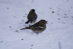 Fringilla coelebs