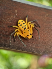 Platythomisus octomaculatus