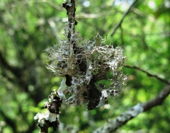 Heterodermia echinata