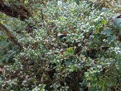 Gonocalyx pterocarpus