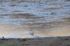 Charadrius alticola