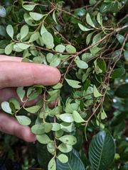 Gonocalyx pterocarpus