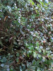 Gonocalyx pterocarpus