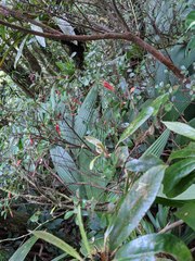 Gonocalyx pterocarpus