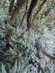 Gonocalyx pterocarpus