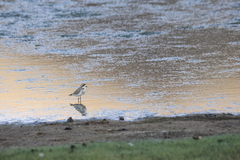 Charadrius alticola