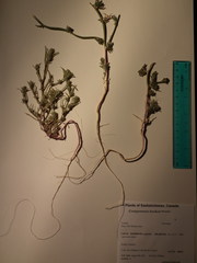 Corispermum hookeri