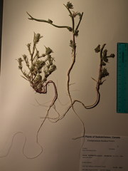 Corispermum hookeri