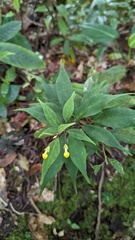 Burmeistera parviflora