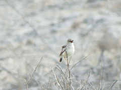 Muscigralla brevicauda