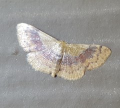 Leptostales ferruminaria