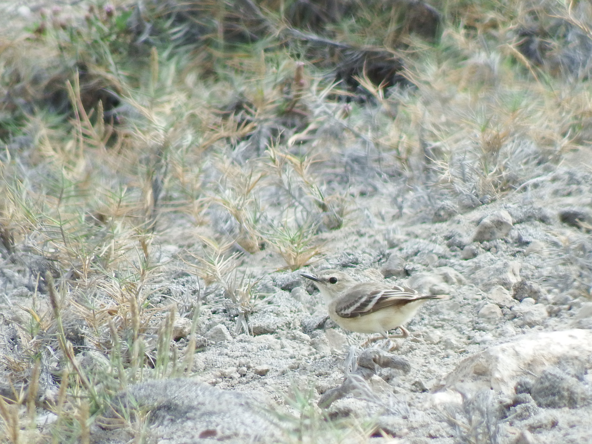 Short-tailed Field Tyrant illustration