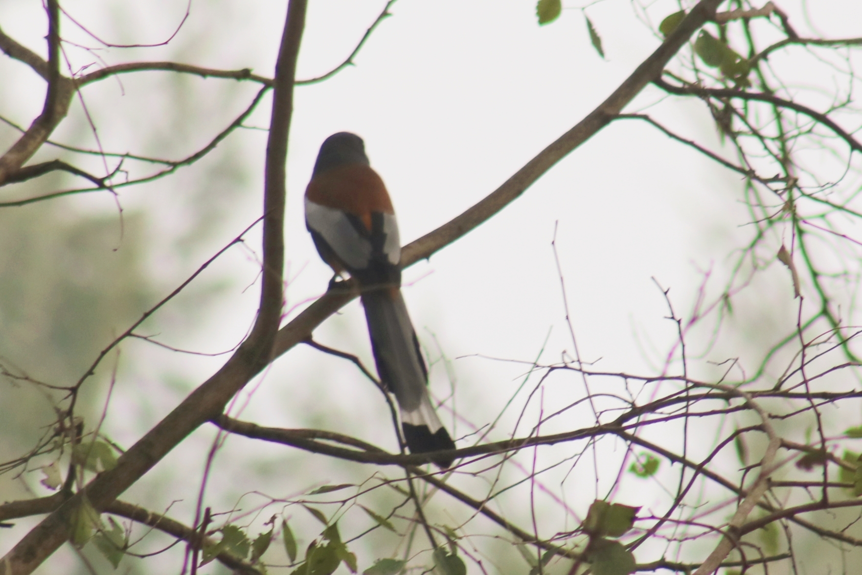 Rufous Treepie