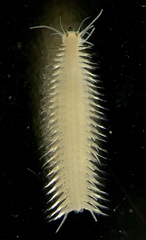 Hesionidae