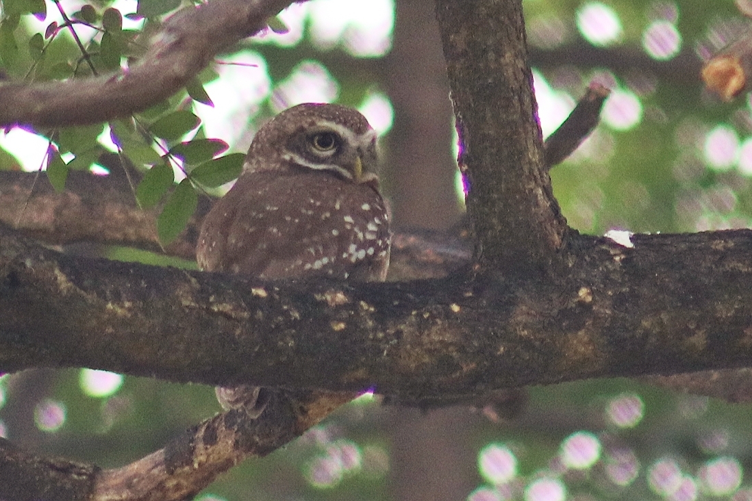 Spotted Owlet