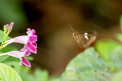 Notocrypta paralysos varians