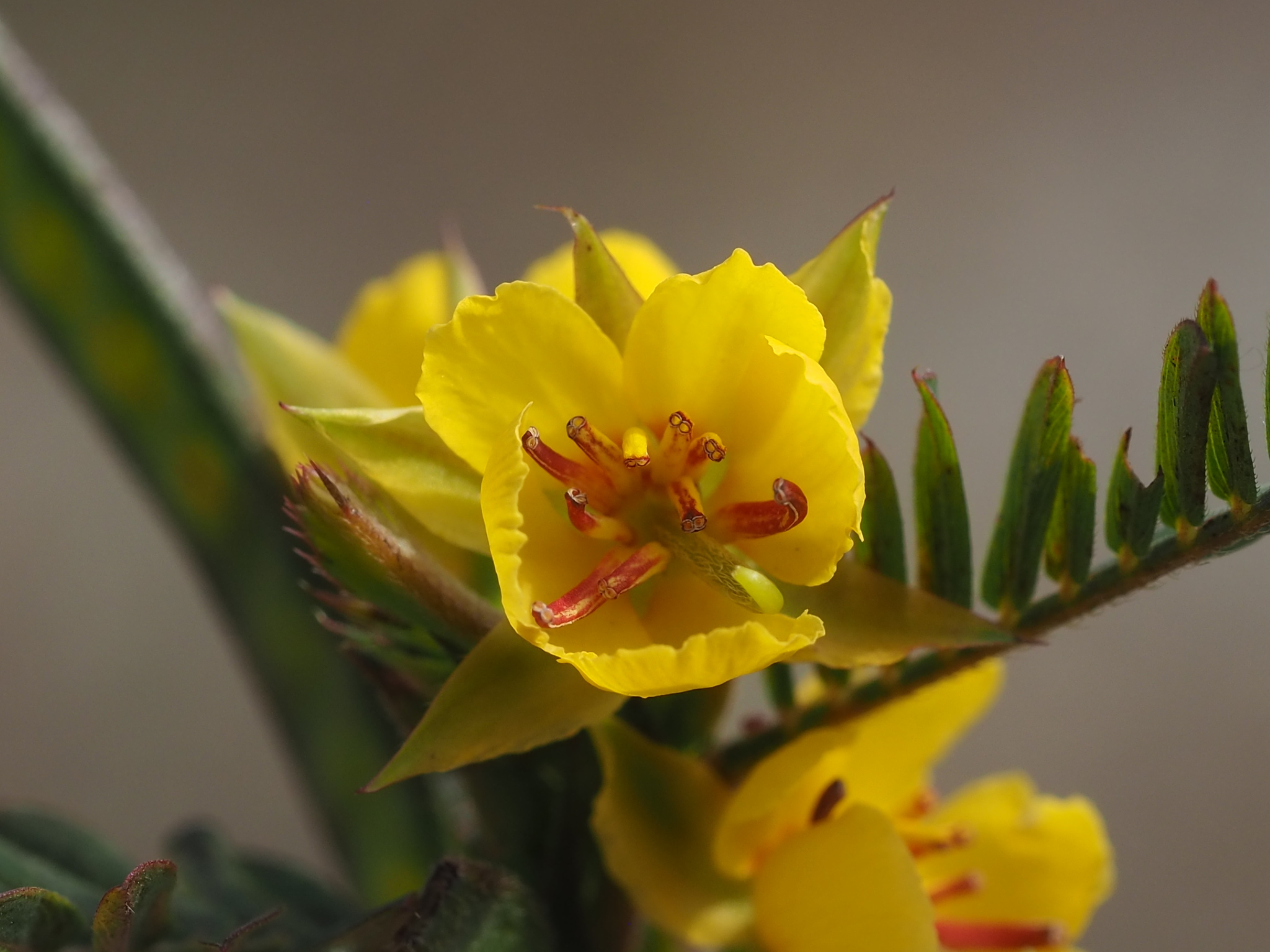 Chamaecrista nictitans