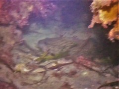 Acanthistius pardalotus