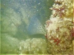 Acanthistius pardalotus