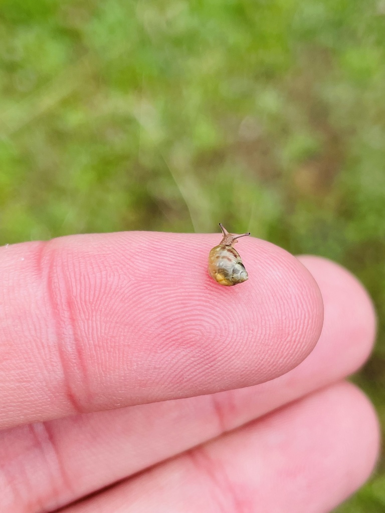 Plectostylus vagabondiae