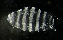 Doliolidae