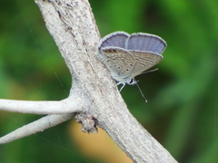 Hemiargus ramon