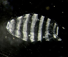Doliolidae