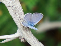 Hemiargus ramon