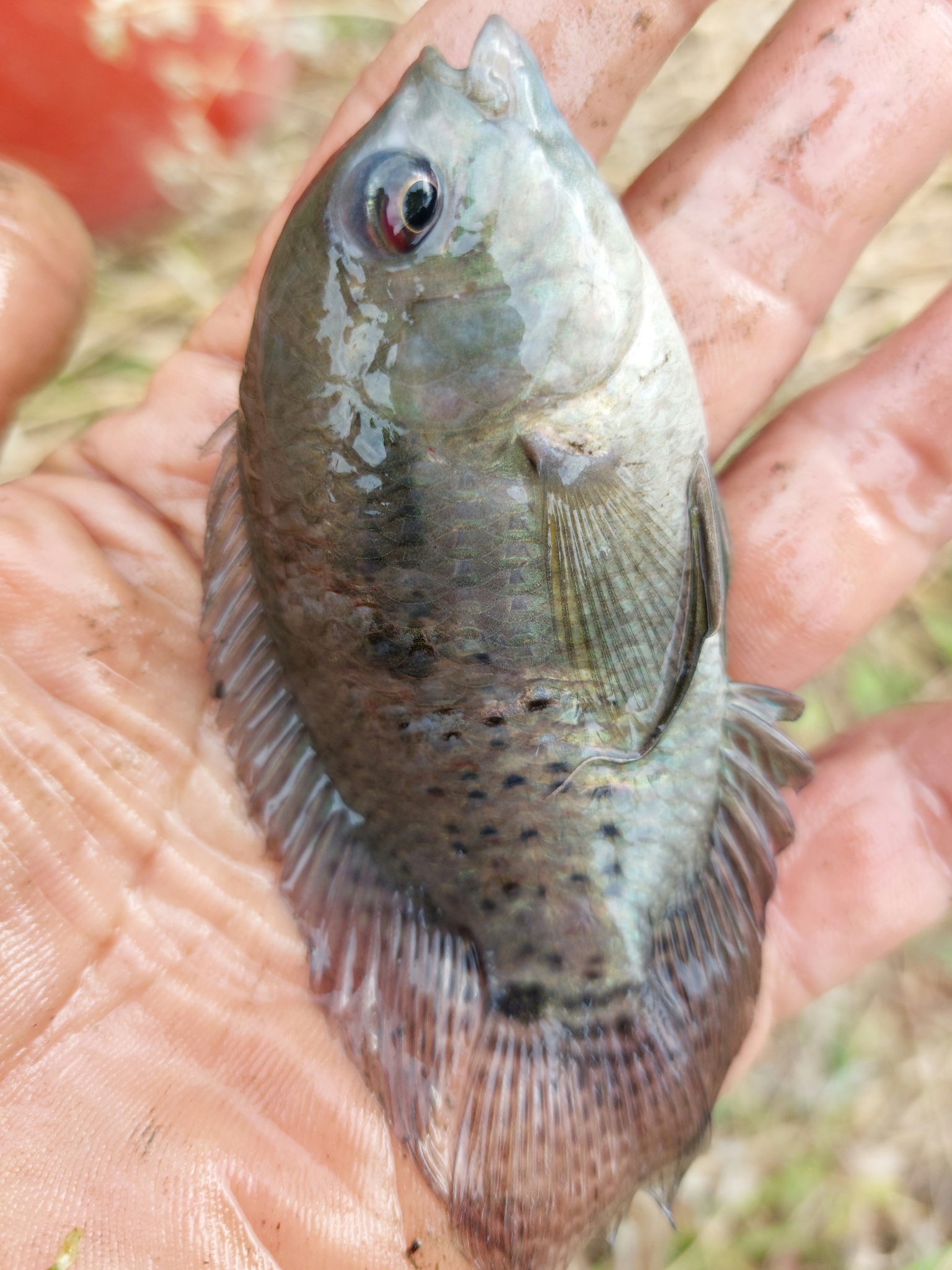 Orinoco Cichlasoma photo 3