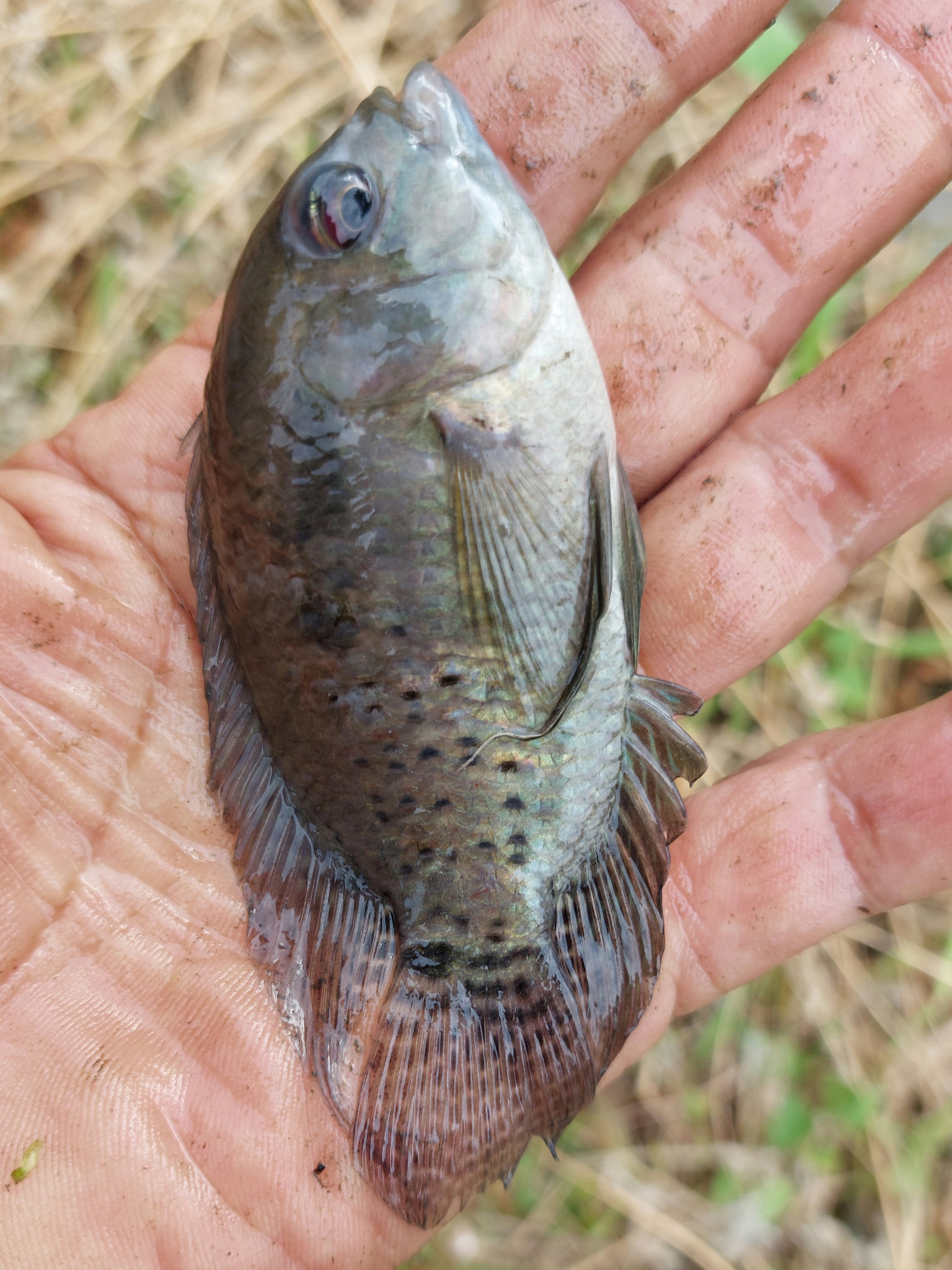 Orinoco Cichlasoma photo 4