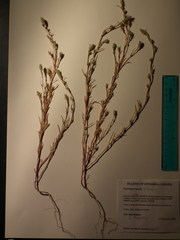 Corispermum villosum