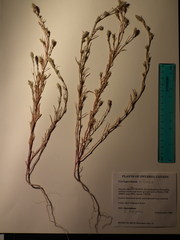 Corispermum villosum
