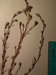 Corispermum villosum