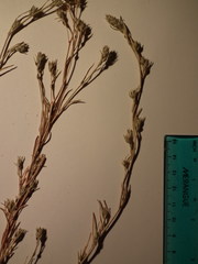 Corispermum villosum