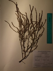 Corispermum villosum