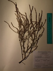 Corispermum villosum