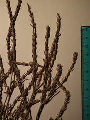 Corispermum villosum