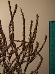 Corispermum villosum