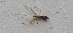 Epidaus tuberosus
