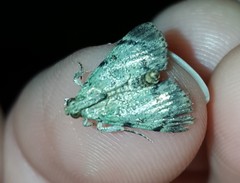 Epipaschia superatalis