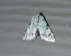 Epipaschia superatalis