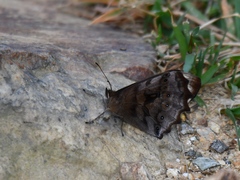 Pronophila juliani