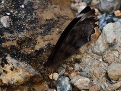 Pronophila juliani