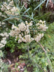 Ozothamnus thyrsoideus