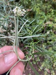 Ozothamnus thyrsoideus