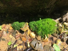 Vaucheria canalicularis