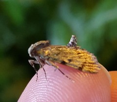 Epipaschia superatalis